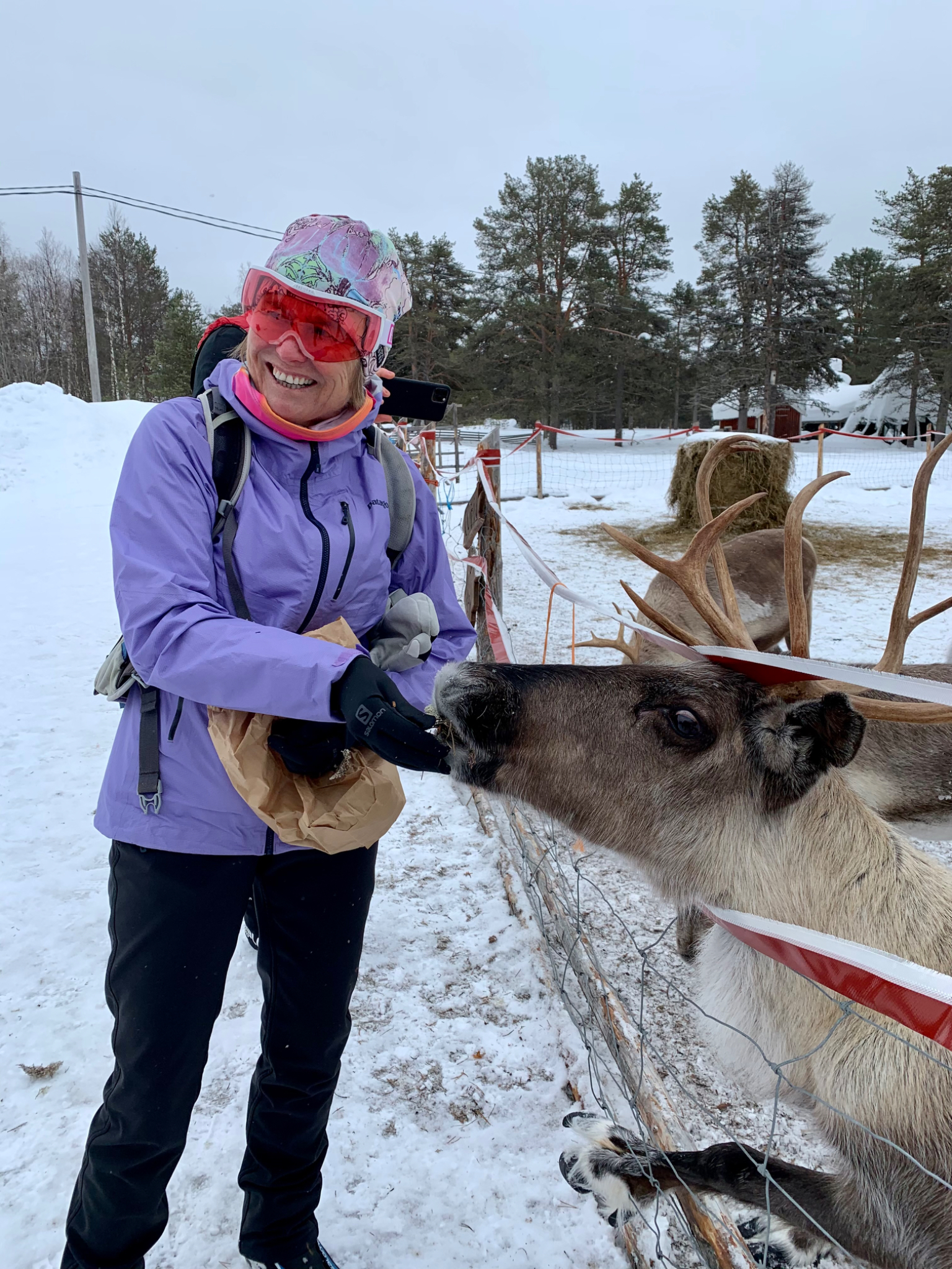 Feeding the reindeer